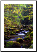 Roaring Fork Motor Nature Trail